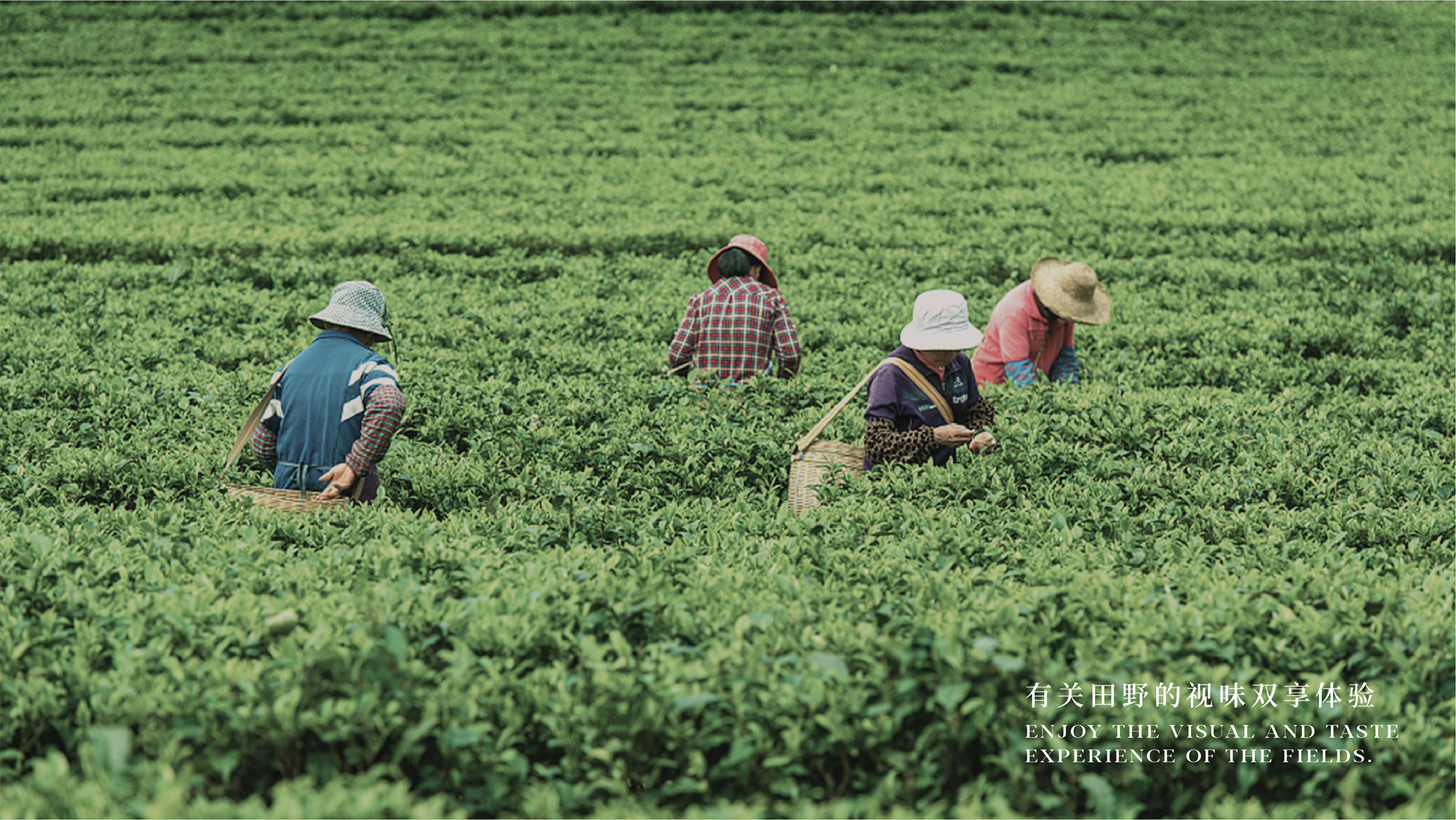 田里优选 × 3721设计 | 阡陌纵横，乡味四通