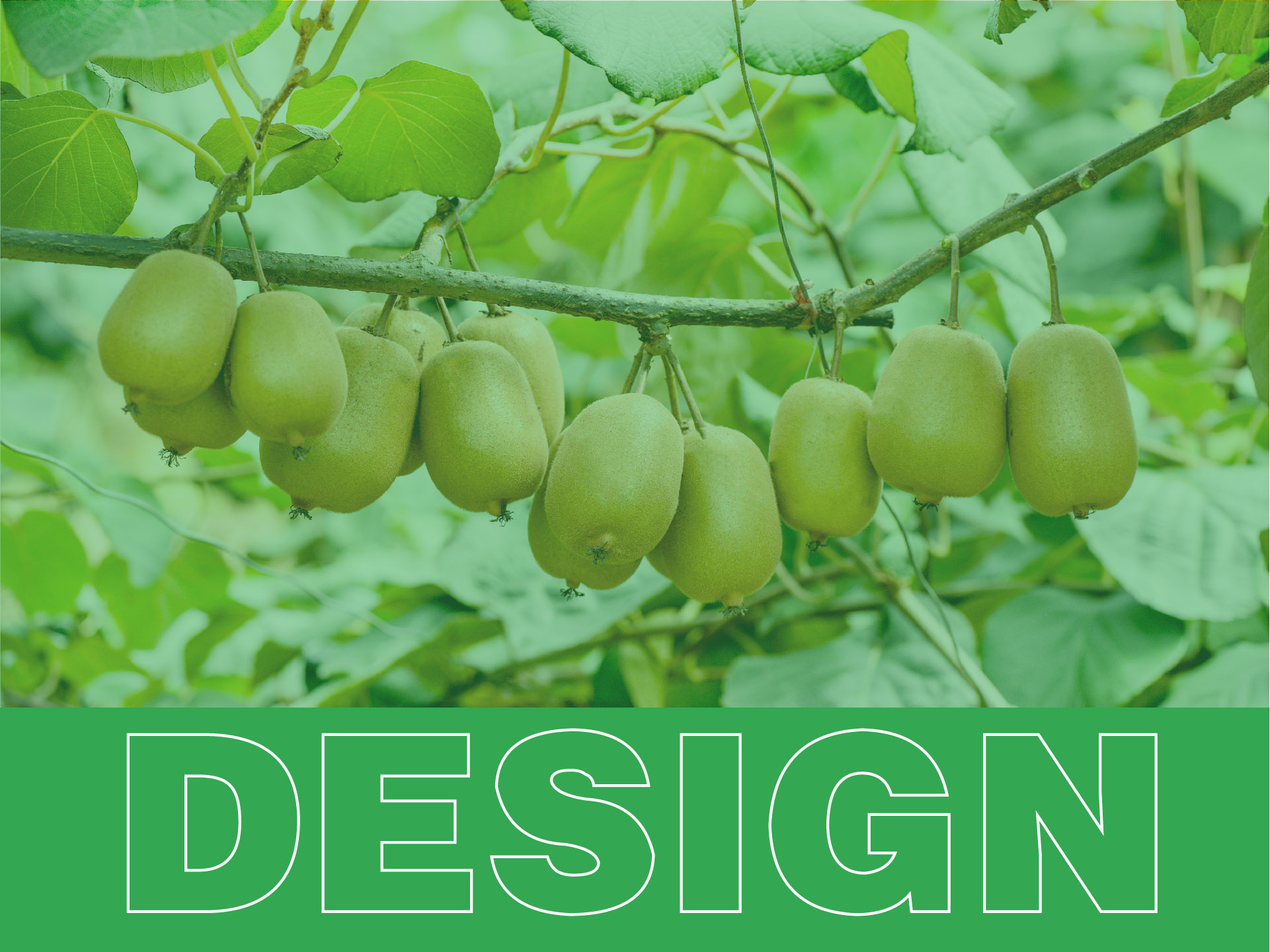 猕猴桃包装设计 X 国潮插画包装设计 X 农产品包装设计